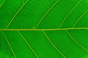 Green leaf texture background.