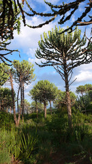 high alpine rainforest in Kilimanjaro National Park