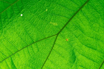 Beautiful green leaf texture of background.
