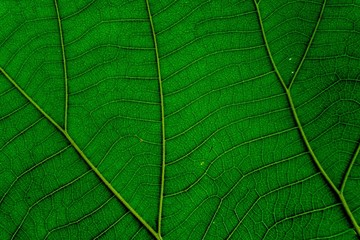 Fototapeta na wymiar Green leaf texture background.