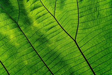 Obraz premium Background texture, Close up Green leaf of texture