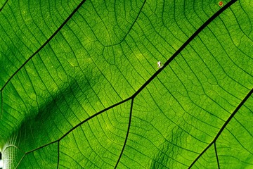 Macro shot, Green leaf texture.