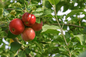 Red apples are hanging on the apple tree branch