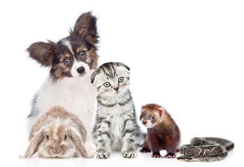Big group of pets sitting together in front view. Isolated on white background