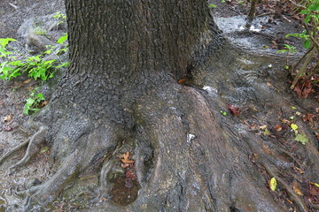 雨の日の公園のモミジバフウの根元