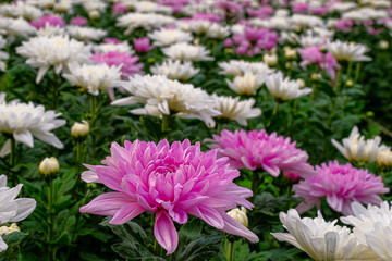 Beautiful flowers of chrysanthemums in the garden