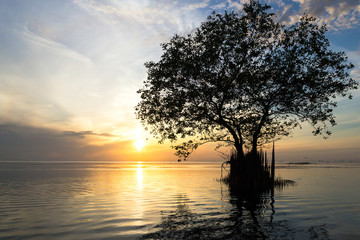 Fototapeta na wymiar Silhouette of Mangrove apple tree with beautiful sunrise sky background, Cork tree