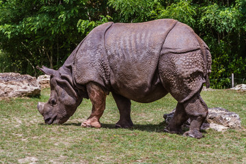 Fototapeta premium Zoo de la Flèche - Rhinocéros Indien Unicornis