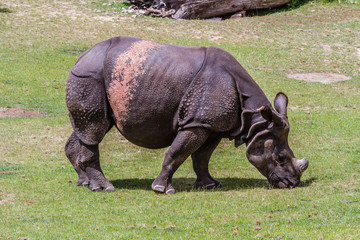 Fototapeta premium Zoo de la Flèche - Rhinocéros Indien Unicornis