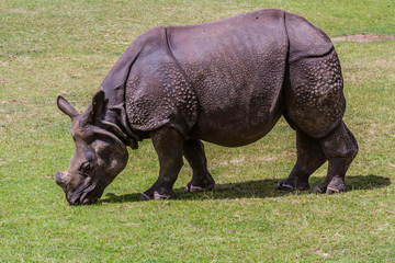 Obraz premium Zoo de la Flèche - Rhinocéros Indien Unicornis