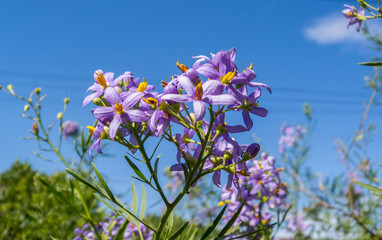 Obraz na płótnie Canvas Beatiful violet flowers, flowering in summer