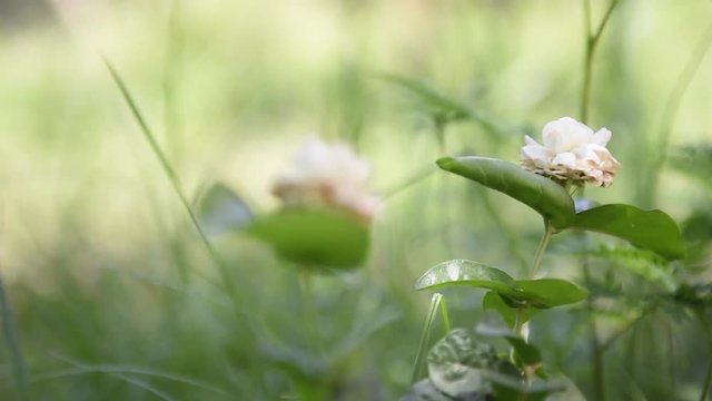 Arabian jasmine,Jasminum sambac sway under the sun