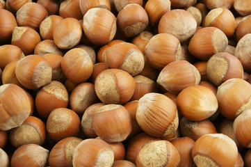 Many hazelnuts close up