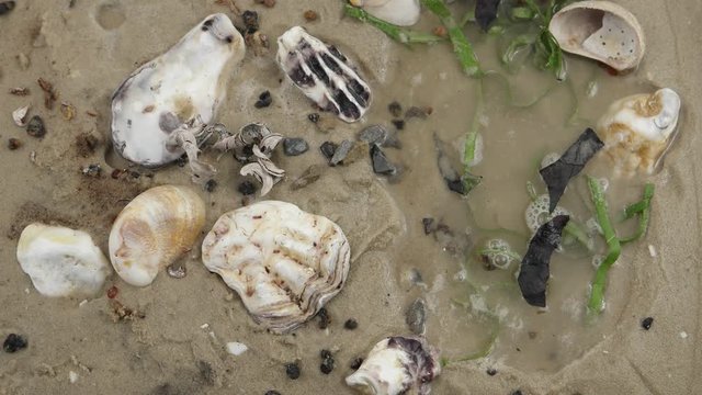 Shells of slipper snail and oysters lay on the  wet  sandy shore at low tide of the ocean, background