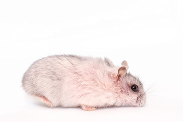 Small hamster isolated on white background.