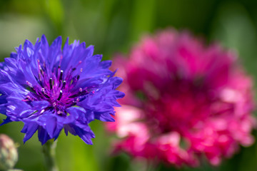 Bezaubernd schöne Blüten zeigen die Schönheit von Frühling und Sommer im Detail durch close up...