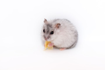 hamster on white background eat cheese