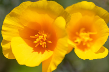 Bezaubernd schöne Blüten zeigen die Schönheit von Frühling und Sommer im Detail durch close up Makro-Aufnahme und schönem Sonnenschein zur schönsten Jahreszeit im Garten
