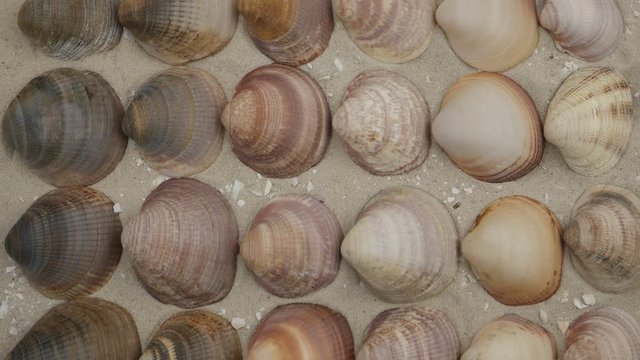 Rows of multi-colored shells of marine mollusks on sand, background