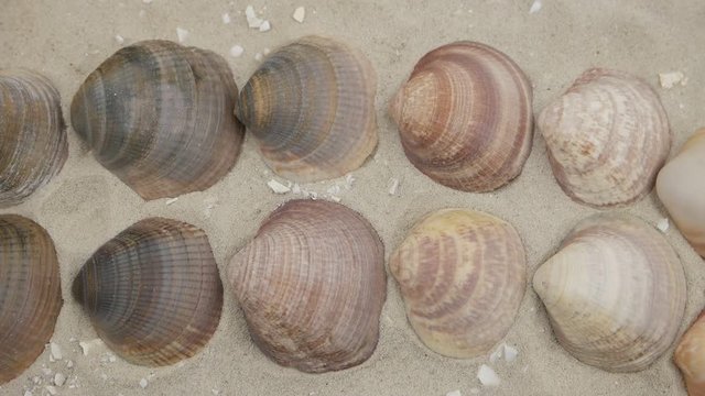 Rows of multi-colored shells of marine mollusks on sand, background
