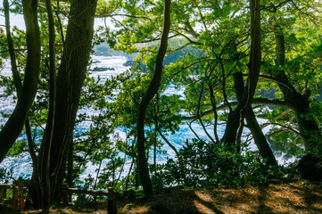 Obraz premium The sea seen from among the trees. Izu region of Japan