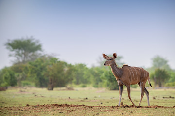 Greater Kudu - Tragelaphus strepsiceros, large striped antelope from African savannas, Etosha...