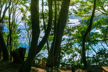 Obraz premium The sea seen from among the trees. Izu region of Japan