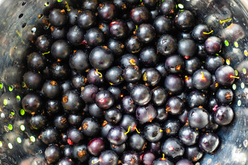 Black currant