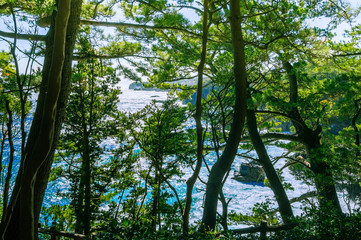 Fototapeta premium The sea seen from among the trees. Izu region of Japan