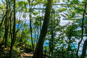 The sea seen from among the trees. Izu region of Japan