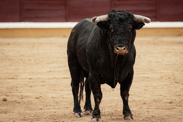 Toro en la plaza sobre el albero durante la corrida