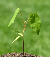 Ahorn-Sproessling, Bergahorn