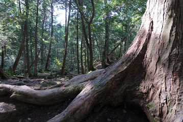 The root of a tree on a mountain trail