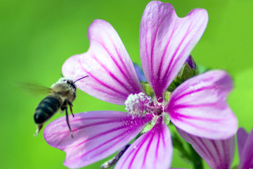 Prächtige violett-weiß-pink-farbene Blüten laden Insekten wie Bienen und Hummeln zum Nektar- und Pollensammeln in Frühling und Sommer ein