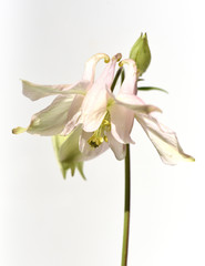 Akelei, Aquilegia, vulgaris