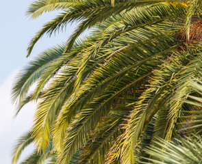 Fototapeta na wymiar Evergreen palm branches in the subtropics