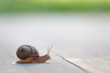 Snail on a walk