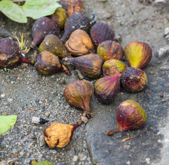Figs fall from the tree to the ground