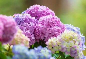 Fototapeta premium Pink and purple flowers on the tree
