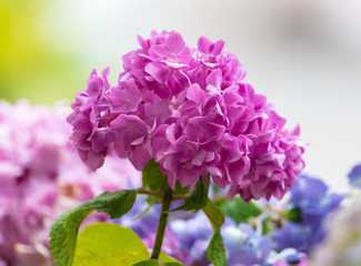 Fototapeta premium Pink and purple flowers on the tree