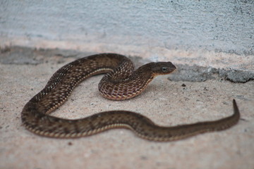 snake