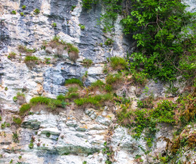 Vegetation on the rocks in the mountains as a background