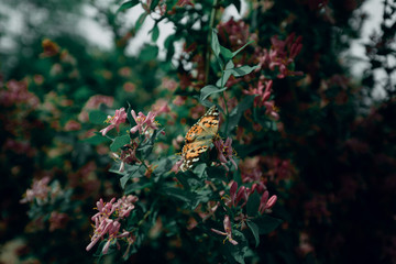 the butterfly of orange color sits on a flower. The butterfly pollinates a flower