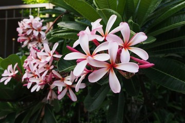 Temple tree flowers, Apocynaceae Frangipani or Plumeria 