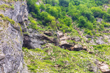 Vegetation on the rocks in the mountains as a background
