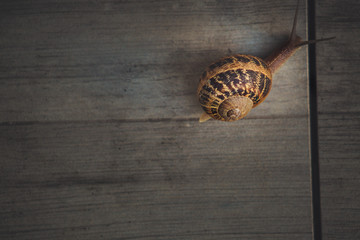 Snail on a walk