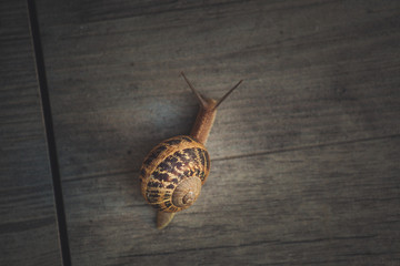 Snail on a walk