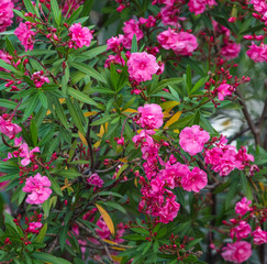 Red flowers on a tree in a subtropical park