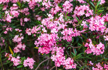 Red flowers on a tree in a subtropical park