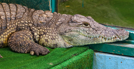 Portrait of a crocodile on a farm